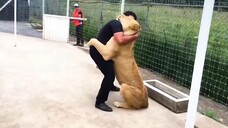 Animals Reunited With Owners After Years !