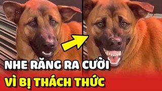 Cười xĩu với chú chó NHE RĂNG RA CƯỜI vì bị THÁCH THỨC 😂 | Yêu Lu