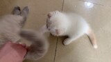 Cuộc sống của các bé mèo Anh lông ngắn ở Tiệm mèo sen | Cat life