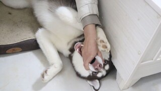 Caressing a Husky: Man vs Woman