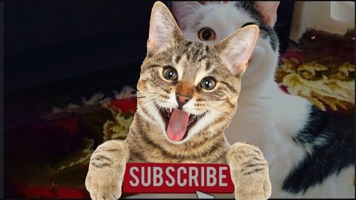 KUCING INI BISA MENGHIBUR PERCAYA? GILA, KOCAK, NGAKAK, BAR-BAR, NGEGEMESIN DI JAMIN MENGHIBUR ANDA!