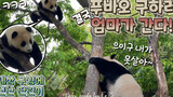 Panda Hua Ni: Fu Bao, Come Down from the Tree