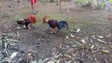 Cock VS stag
