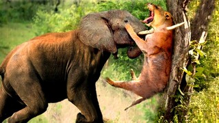 Mother Elephant Attacks Lions.