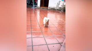 Mưa Bo buồn thiu...cunyeucuadua yeucho yeuchomeo cún cúncon chó chómèo chócon chókhôn yeuchomeo chócute pet dog dogsoftiktok doggo