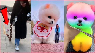 Funny and Cute Dog Pomeranian 😍🐶| Funny Puppy Videos #154
