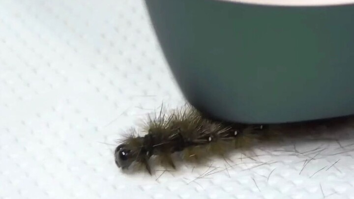 Hair removal for caterpillars with photonic hair removal instrument