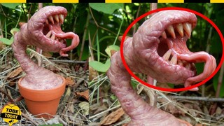 🔴 Tồn Tại Loài Cây Bí Ẩn Nguy Hiểm Chuyên Ăn Thịt Loài Khác Để Sinh Tồn