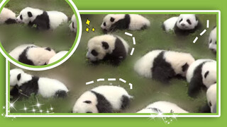 The strongest team of pandas on the ground! They sound so cute!