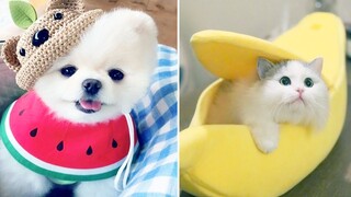 Cute and funny pet (P10) ✅ Thư Giãn Với Thú Cưng Dễ Thương, Ngộ Nghĩnh Và Đáng Yêu 2020