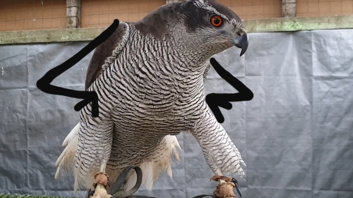 A Jay Meniru Teriakan Goshawk