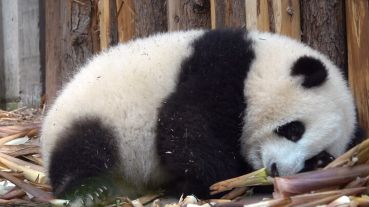 [Panda He Hua] He Hua Mencium Bau Rebung dan Terbangun