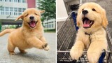 ลูกสุนัขโกลเด้นรีทรีฟเวอร์ที่สนุกและน่ารักที่สุด 18- วิดีโอลูกสุนัขตลกปี 2020
