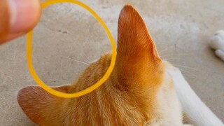 Telinga kucing bercincin: memantul dalam 1 detik, tanpa ragu, hanya kucing yang tidak berguna!