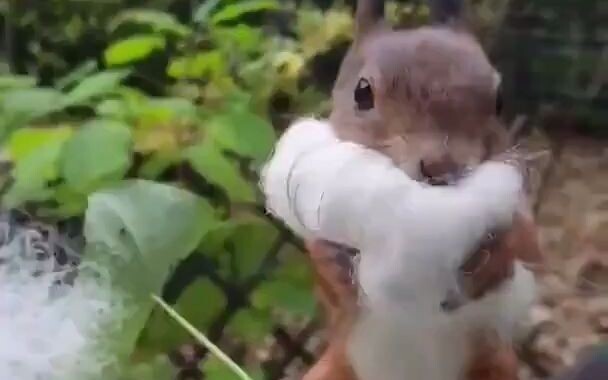 A squirrel can poke wool felt better than you