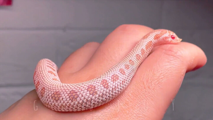 【Hog-Nosed Snake】Strawberry Flavored