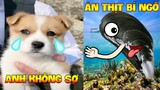 Thú Cưng Vlog | Bông Bé Bỏng Ham Ăn Và Bí Ngô #4 | Chó thông minh vui nhộn | Smart dog funny pets