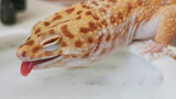 Super Cute Gecko Drinking Water