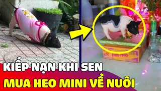 Kiếp nạn nhớ đời của con sen khi nuôi 'HEO MINI' và một năm sau ngỡ ngàng 😂 | Gâu Đần