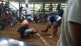 1 cock Ulutan Fastest kill @Licomo Zamboanga city..Wala side samin Using Gold Hennie 😁
