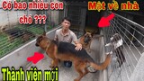 Săn Bắt Ẩm Thực Vùng Có Bao Nhiêu Con Chó ??? Và Những Giống Chó Gì ??? | TQN86