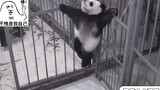 Panda: I'm the best!