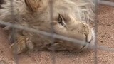 Lion being playful