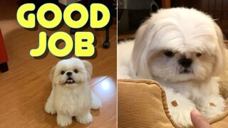 Shih Tzu Dog Learns Cute New Tricks to Get His Treats