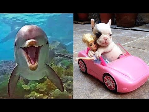 Cute baby animals Videos Compilation cute moment of the animals ...