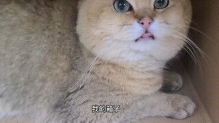 拔牙后想找喵星人解压，结果找错了猫！