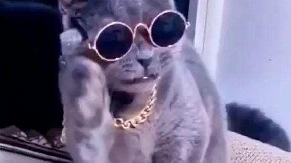 cat singer😍😍🥰