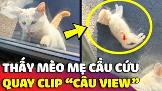 Thấy mèo mẹ van xin 'CỨU CON MÌNH' nhưng cô gái chỉ đứng quay Clip và SỰ THẬT đằng sau 😥 | Gâu Đần