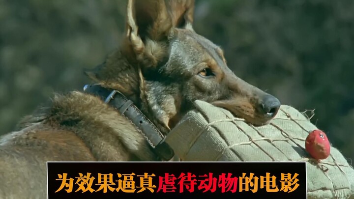 为拍摄效果虐待动物：忠实军犬被炸死，怀孕母鹿结局让人痛心！