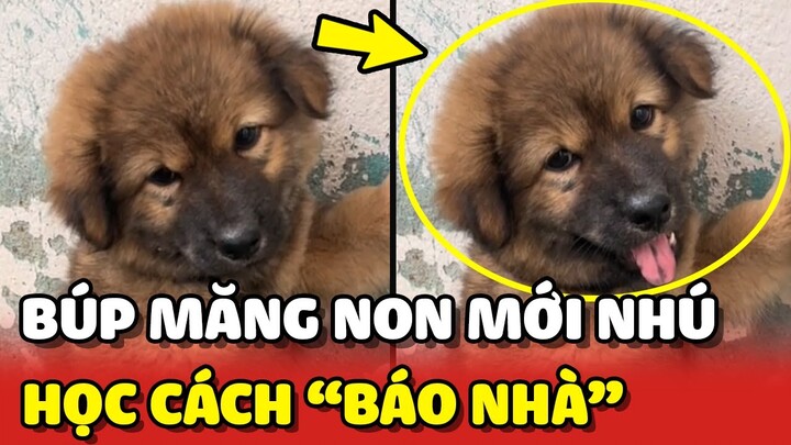 Khi BÚP MĂNG NON mới nhú đã học được cách BÁO NHÀ 😂