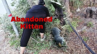 Rescued Two Abandoned Newly Born Dying Kitten  Dumped By The Owner