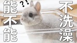 【兔兔TV】如何gěi兔兔洗澡？全程高萌！