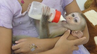 Most Adorable | Sister Pisey Sweet Take Care Baby Monkey Maku To Drink Milk Carefully