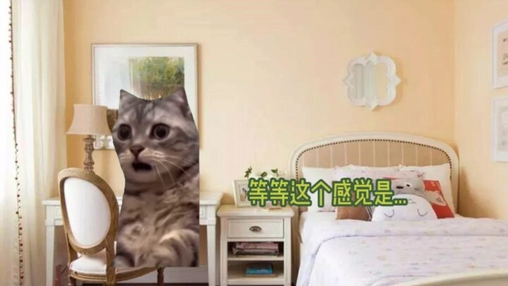 【Cat meme】The first time I went to a mental hospital as an adult