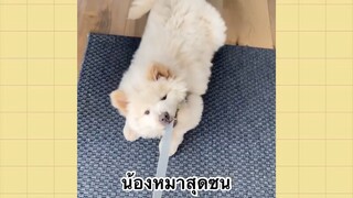 เพื่อนตัวน้อยแสนซน : น้องหมาสุดซน