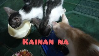 #kittens#Kainan na @Gina Lubang