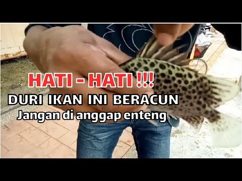 Hati hati!! Duri kan Kitang (ikan kiper) beracun, bisa bikin orang sedut senut || pancing jaring