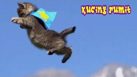 Video Kucing Elek Kucing Kucing Nakal yang Pintar dan Lucu bikin Geleng Geleng - Bstation