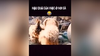 Hậu quả của việc ở với gà quá lâu 😂pet fyp thucung yeudongvat dog animals thucungvuinhon foryou