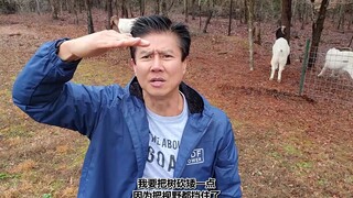 Van Darkholme 制作圣诞树，准备过圣诞节