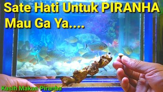 Piranha Dikasih Sate Hati - Mau Makan Ga Ya