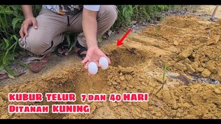 EKSPERIMEN: KUBUR TELUR dan IKAN SELAMA 40 HARI DITANAH KUNING [part1]