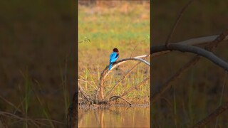 The elegance of White throated kingfisher | Captivating Moments #wildlifephotography