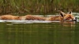 Hình ảnh thực tế của cáo bơi [số phận Tamamo cựu cos]