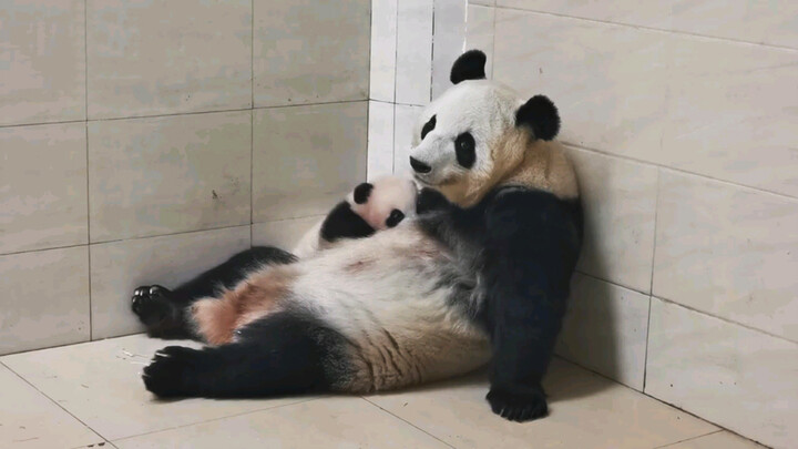 I'm Too Tired To Look After My Baby Panda