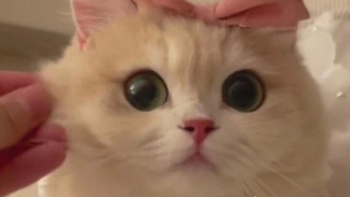 Chú mèo nhỏ ngọt ngào "Mint" với đôi mắt Kazilan to tròn